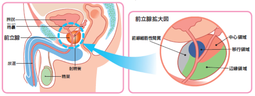 前立腺 きつかわクリニック